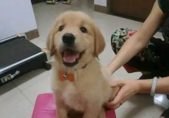 金毛两个月多大,看这就清楚了! 金毛两个月多大,看这就清楚了!