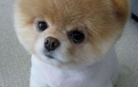 狗证异地有效吗？这些规则要注意