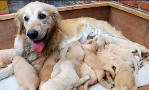 怎样确定狗狗彻底下完崽?各位铲屎管要留意了! 怎样确定狗狗彻底下完崽?各位铲屎管要留意了!