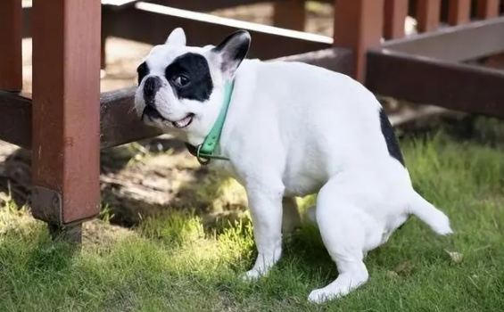 狗狗拉果冻状粪便怎么回事?原因有哪些? 狗狗拉果冻状粪便怎么回事?原因有哪些?