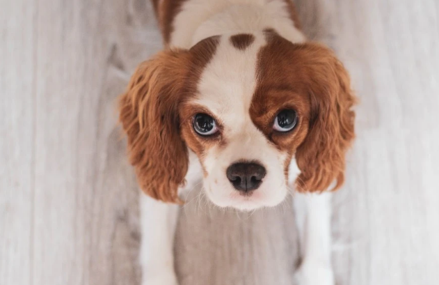 狗狗耳螨反复发作，宠物主能采取哪些预防措施？