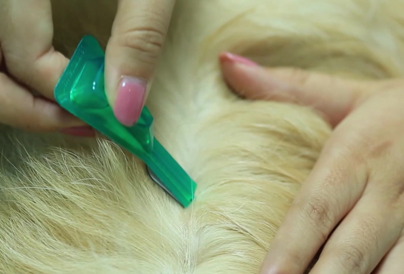 如何正确的给狗狗进行体内体外驱虫