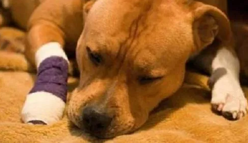 萌宠饲养攻略:狗狗突然一只脚不敢落地是怎么了? 萌宠饲养攻略:狗狗突然一只脚不敢落地是怎么了?