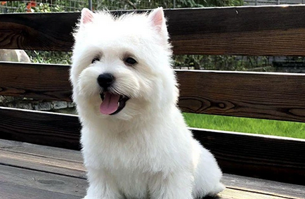 狗狗吃钙片有啥好处？狗狗钙片功效作用是什么？