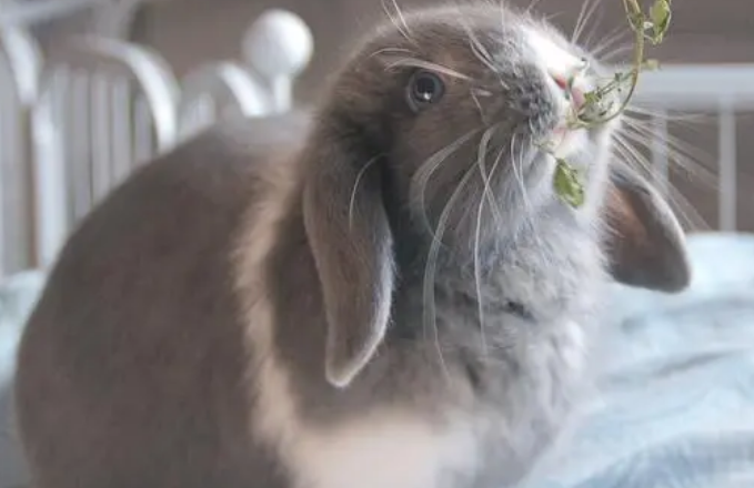 你们说，垂耳兔多少钱一只？