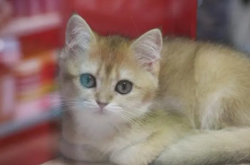 猫咪喜欢抓沙发？我来告诉你解决办法！