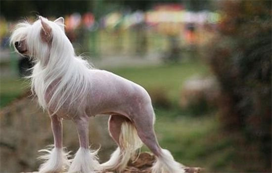 想要知道没有毛毛的狗狗吗？快来get下这篇文章