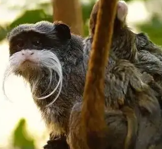 关于白须柽柳猴的简单介绍，来了解一下吧！