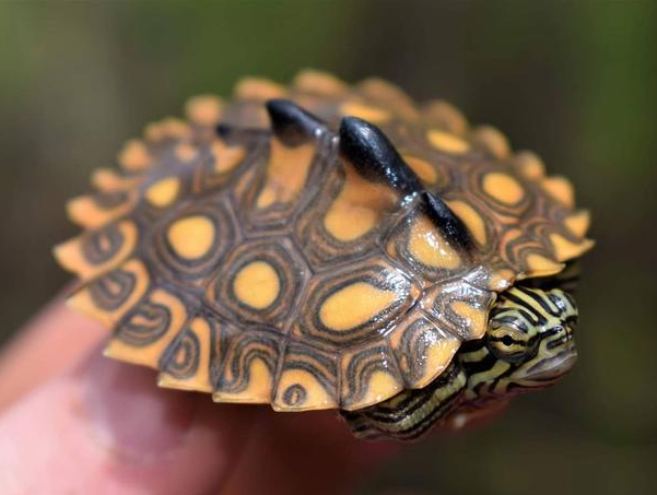 黄斑地图龟如何“过冬”?在这两个地方冬眠很安全 黄斑地图龟如何“过冬”?在这两个地方冬眠很安全