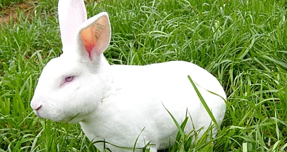 法系獭兔能长多重？想知道的来看看这篇文章