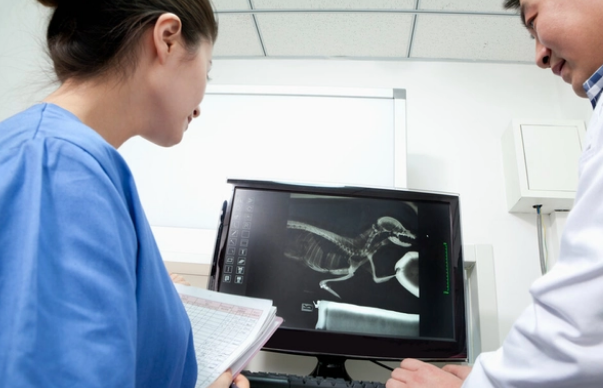 开宠物医院需要什么条件