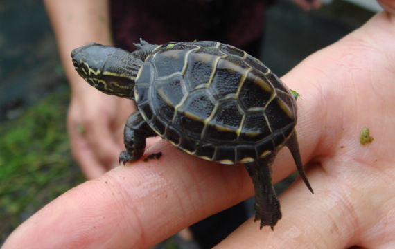 墨龟和中华草龟区别，大家来看一下~