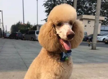 铲屎官科普：巨贵幼犬各个时期身高体重是怎样的！