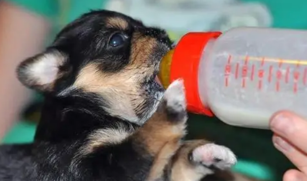 狗狗可以喝羊奶粉吗?有什么好处? 狗狗可以喝羊奶粉吗?有什么好处?
