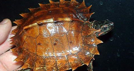 养龟小知识：刺山龟冬眠吗？