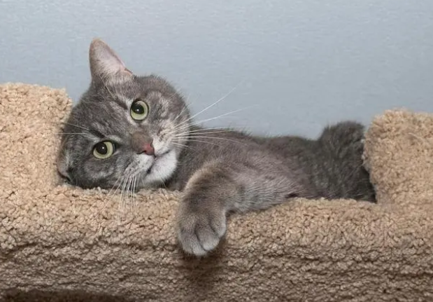 猫抓板多久换一个？别说养猫费钱