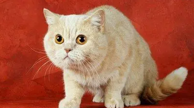 猫咪体内外驱虫与疫苗洗澡—新手养猫必学手册