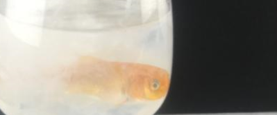 盘点鱼缸水质不好的三个早期信号，别等观赏鱼病了，你才反应过来