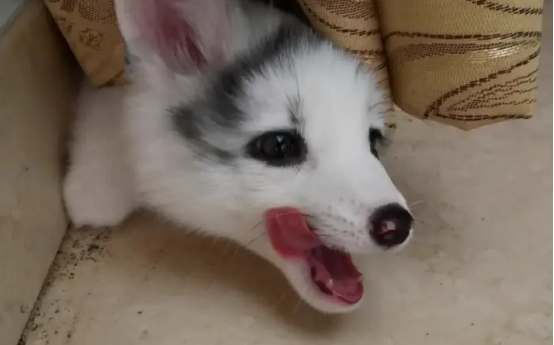 小科普：小狗一直吧唧嘴可能存在的原因