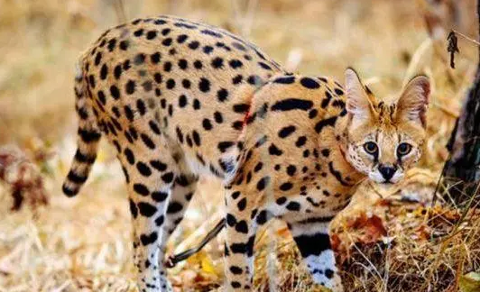 薮猫在中国养犯法吗？必须了解的知识