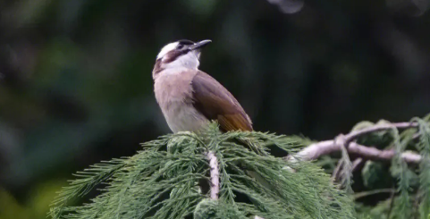 白头鹎为什么白了头？有什么故事吗？