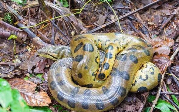 水蚺蛇泡酒的功效分享，快来get！