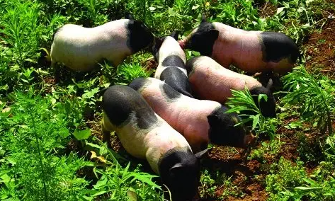 饲主科普:香猪能活几年? 饲主科普:香猪能活几年?