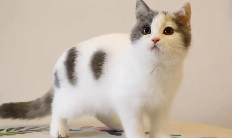 英短很瘦是品相不好吗?有必要了解一下 英短很瘦是品相不好吗?有必要了解一下