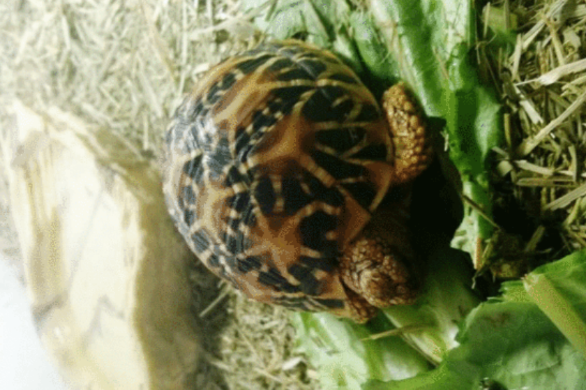 千万不要给印度星龟乱吃,否则窜稀止不住! 千万不要给印度星龟乱吃,否则窜稀止不住!