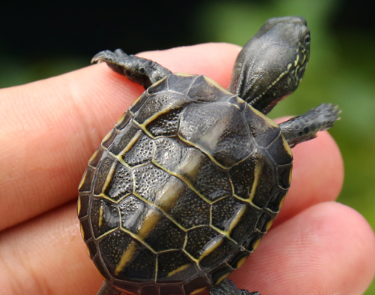 今日科普：草龟粘人的原因
