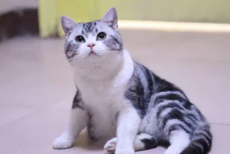 品种大全，带你了解美国猫品种都有哪些？