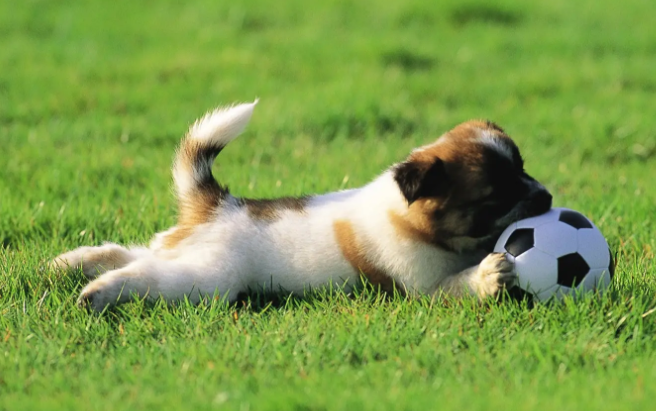 狗狗七岁相当于人几岁？我来解答