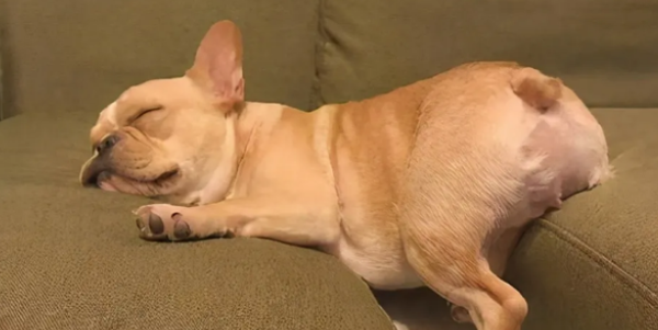 狗狗吃“微量元素”的好处 狗狗吃“微量元素”的好处