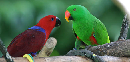 养宠科普：折衷鹦鹉好养吗？