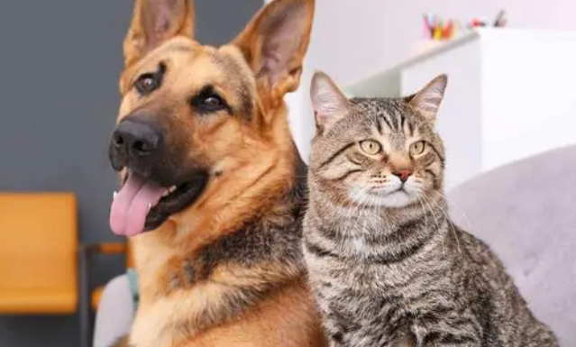 宠物喝羊奶粉有什么好处？羊奶粉对宠物的好处