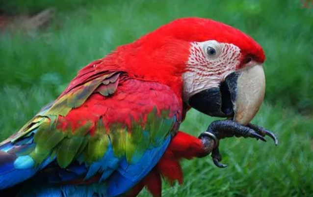 绯红金刚鹦鹉喂什么?来瞧一瞧吧 绯红金刚鹦鹉喂什么?来瞧一瞧吧