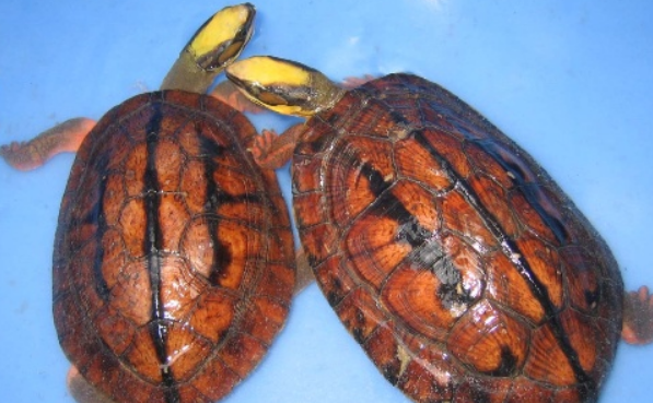 三线闭壳龟喂什么？这些食物它比较喜欢