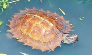 刺山龟能长多大？不来了解下吗？