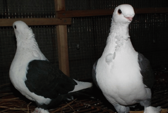 东方淑女鸽好养吗？浅谈养鸽经验