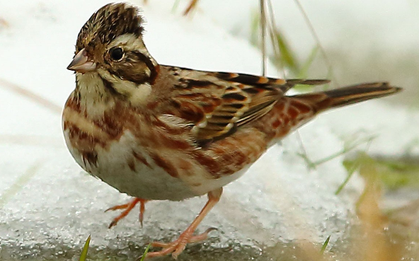 三道眉草鸟和云雀的区别都在这里，来看看吧