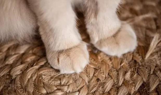 猫总是不老实地伸爪抓沙发，这是为何？为啥买了猫抓板猫也不用？