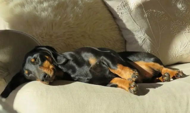 小狗睡觉抽搐怎么办？铲屎官快来看看～