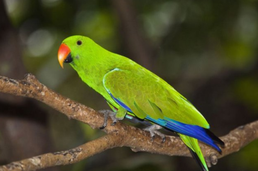 养折衷鹦鹉要注意什么?一起来看看~ 养折衷鹦鹉要注意什么?一起来看看~