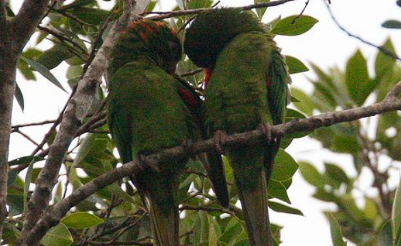 巴塔哥尼亚锥尾鹦鹉多少钱？本文为你科普