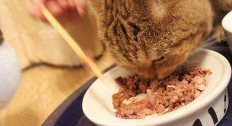 猫吃了人感冒药一定会死吗