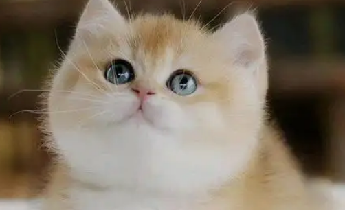 英短金渐层为什么那么贵