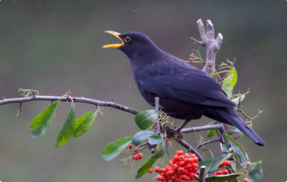 乌鸫能说话吗，快来了解一下吧