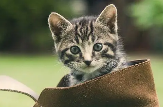 猫咪一般多久开始发情？主人要了解