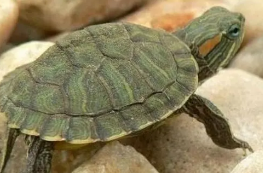 巴西龟咬人吗?想养的来了解下吧 巴西龟咬人吗?想养的来了解下吧