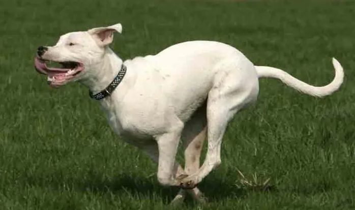 为什么饲养的杜高犬要裁耳朵?还不快来看看~ 为什么饲养的杜高犬要裁耳朵?还不快来看看~